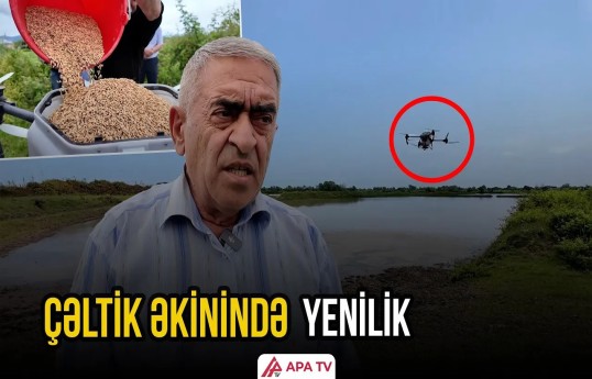 Lənkəranda ilk dəfə dronla çəltik toxumu səpildi
                                                