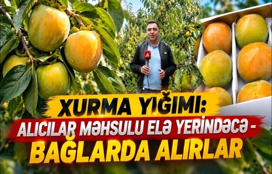 Ağdaşda xurma yığımının qızğın çağıdır
                                                