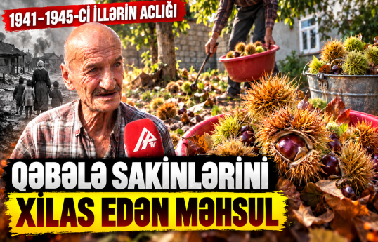 Qəbələdəki bu ağacın tam məhsul verməsi üçün 200 il lazımdır
                                                