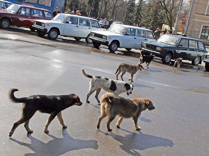 В Балакене мальчика покусала собака