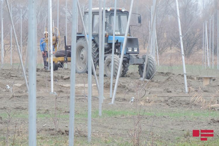 Впервые в Азербайджане создается «умный сад»