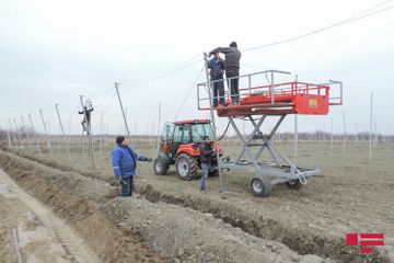Впервые в Азербайджане создается «умный сад»