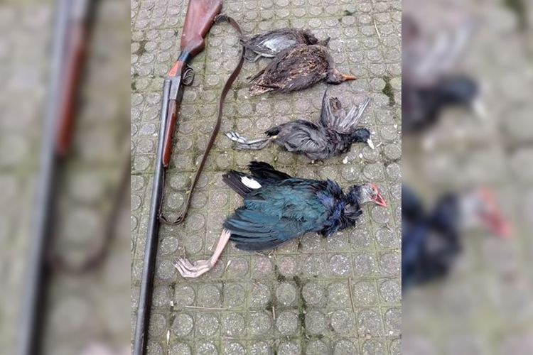 В Азербайджане задержан мужчина, охотившийся на птиц, занесенных в Красную книгу