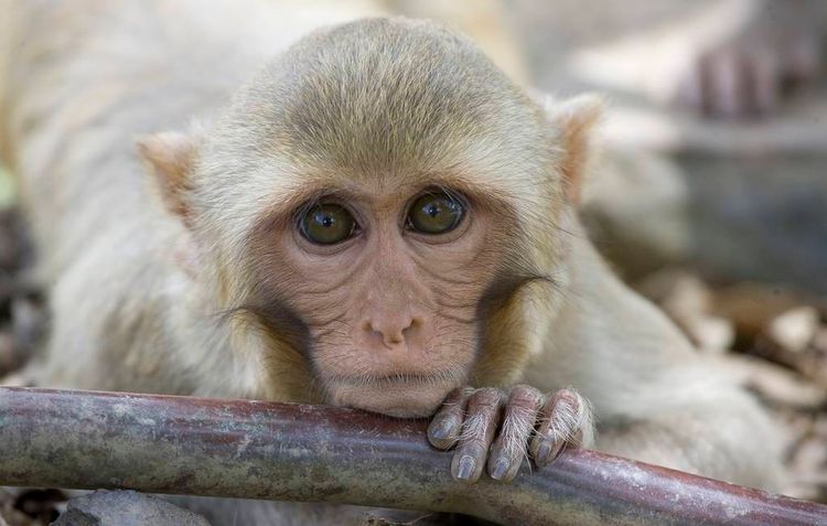 Китайская вакцина от коронавируса успешно прошла испытания на обезьянах