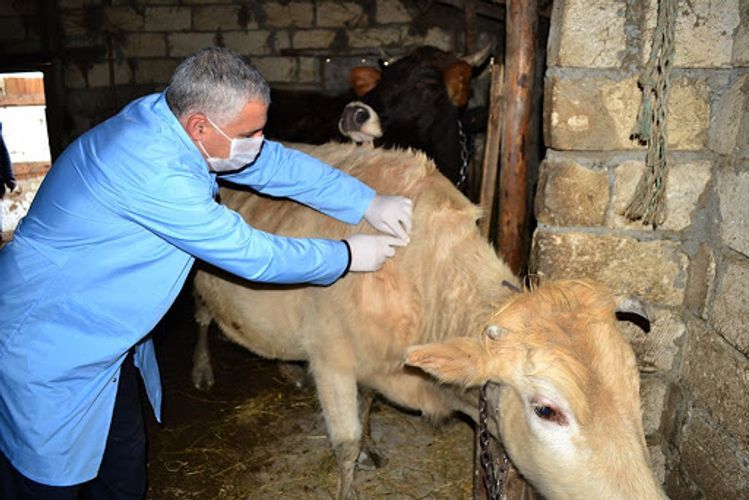 Участковые ветеринарные пункты будут упразднены