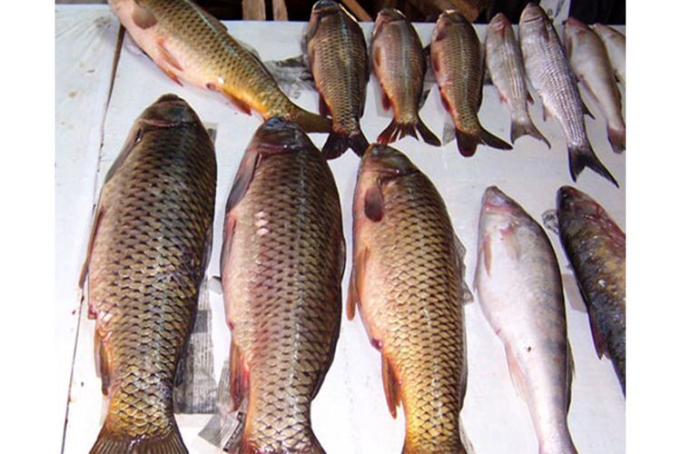 В Исмаиллы за незаконную ловлю рыбы оштрафованы 5 человек