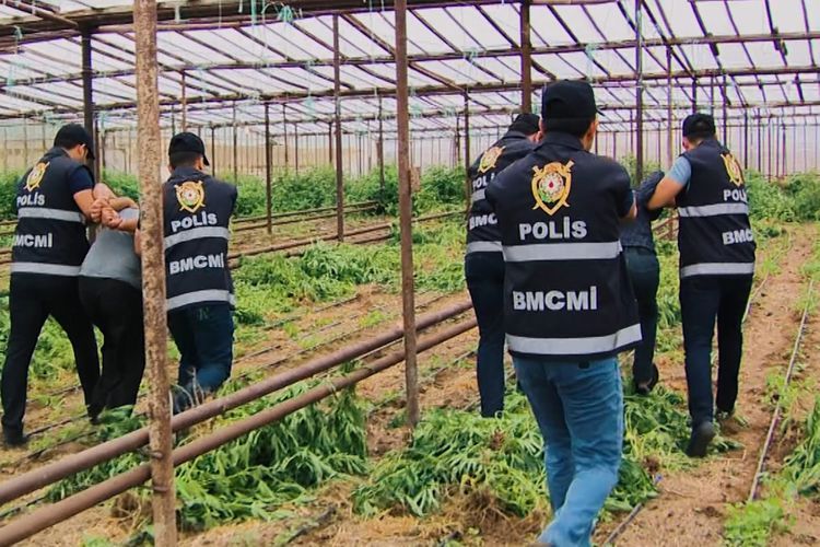 МВД: Из оборота изъято около 1 т конопли