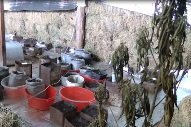 В Балакяне из оборота изъята крупная партия наркотическов