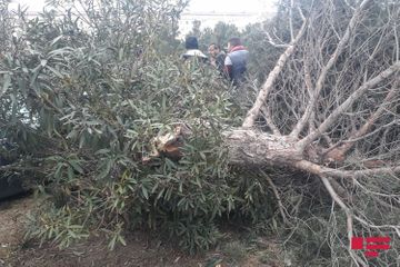В Сумгайыте легковой автомобиль врезался в дерево 