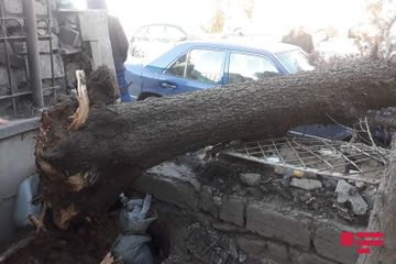 В Баку на автомобиль упало дерево - ФОТО