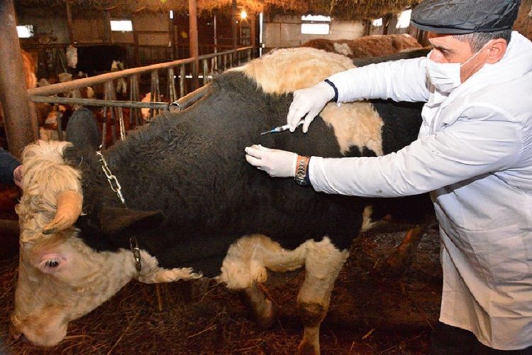 В Загатале от бешенства погибли три коровы