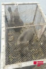 В Балакяне задержаны лица, пытавшиеся продать детенышей бурого медведя