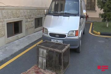 В Балакяне задержаны лица, пытавшиеся продать детенышей бурого медведя