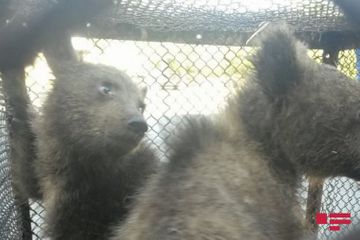 В Балакяне задержаны лица, пытавшиеся продать детенышей бурого медведя