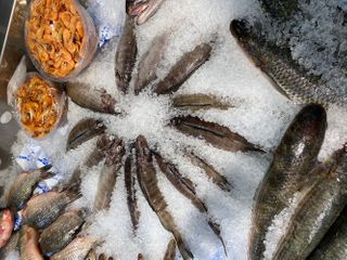 В Баку открылся магазин рыбной продукции «Azerbaijan Fish Farm»® - ФОТО