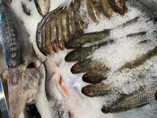 В Баку открылся магазин рыбной продукции «Azerbaijan Fish Farm»® - ФОТО