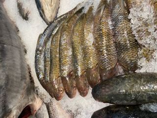В Баку открылся магазин рыбной продукции «Azerbaijan Fish Farm»® - ФОТО