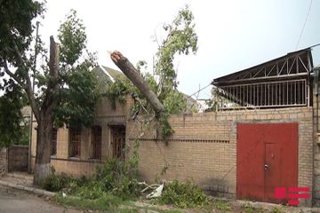 В Гяндже  ветер привел к  последствиям  - ФОТО