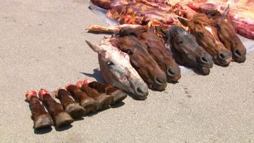 Задержаны члены организованной группировки, которые под видом говядины хотели продать 4 тонны конины - ВИДЕО
