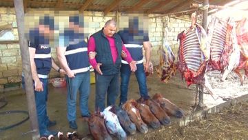 Задержаны члены организованной группировки, которые под видом говядины хотели продать 4 тонны конины - ВИДЕО