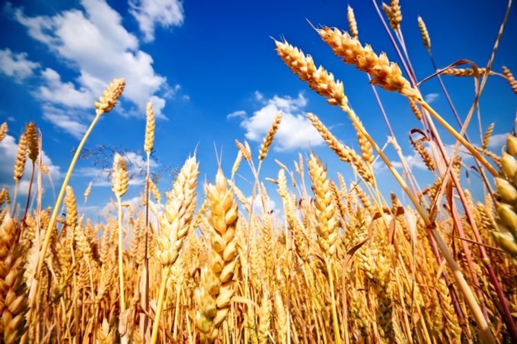 Азербайджан сократил импорт пшеницы на 38%