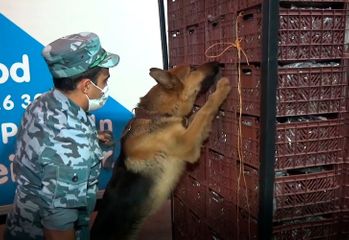 На границе с Ираном в грузовике обнаружено 108 кг героина