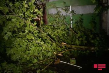 Ураганный ветер сорвал крыши и повалил деревья в Товузе - ФОТО