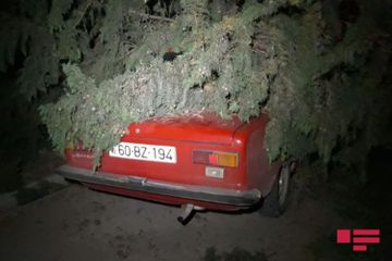 Ураганный ветер сорвал крыши и повалил деревья в Товузе - ФОТО