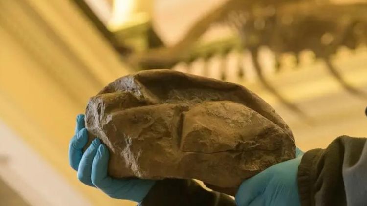 Ученые нашли самое большое яйцо эпохи динозавров