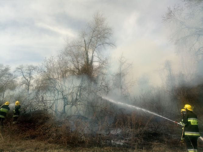МЧС: Лесная полоса в Огузе защищена от пожара- ОБНОВЛЕНО