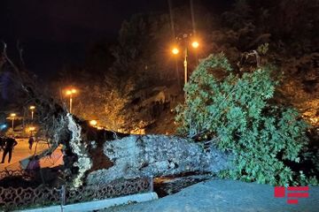 Сильный ветер повалил деревья в Гяндже - ФОТО