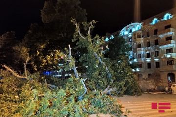 Сильный ветер повалил деревья в Гяндже - ФОТО