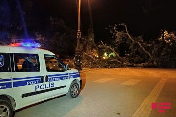 Сильный ветер повалил деревья в Гяндже - ФОТО
