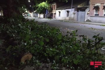 Сильный ветер повалил деревья в Гяндже - ФОТО