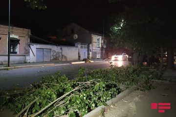 Сильный ветер повалил деревья в Гяндже - ФОТО