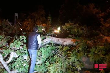 Сильный ветер повалил деревья в Гяндже - ФОТО