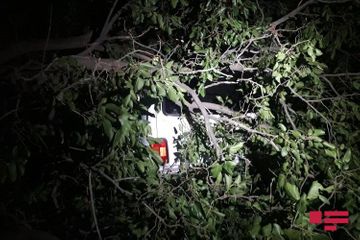 Сильный ветер повалил деревья в Гяндже - ФОТО