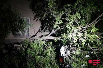 Сильный ветер повалил деревья в Гяндже - ФОТО