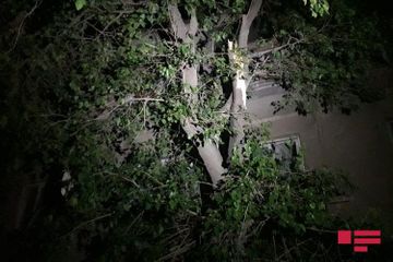 Сильный ветер повалил деревья в Гяндже - ФОТО