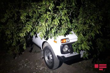 Сильный ветер повалил деревья в Гяндже - ФОТО