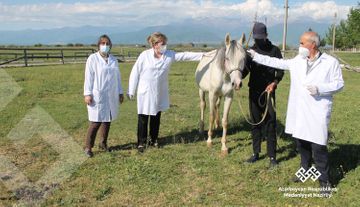 Лошадям Республиканского центра конного туризма и национальных конных игр оказана медпомощь 