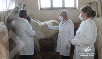 Лошадям Республиканского центра конного туризма и национальных конных игр оказана медпомощь 