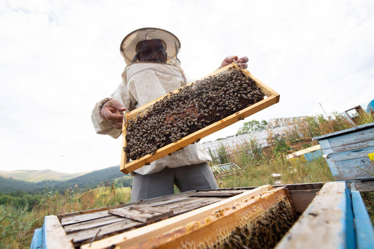 Завершен перевод пчеловодческих хозяйств на пастбища Лачина