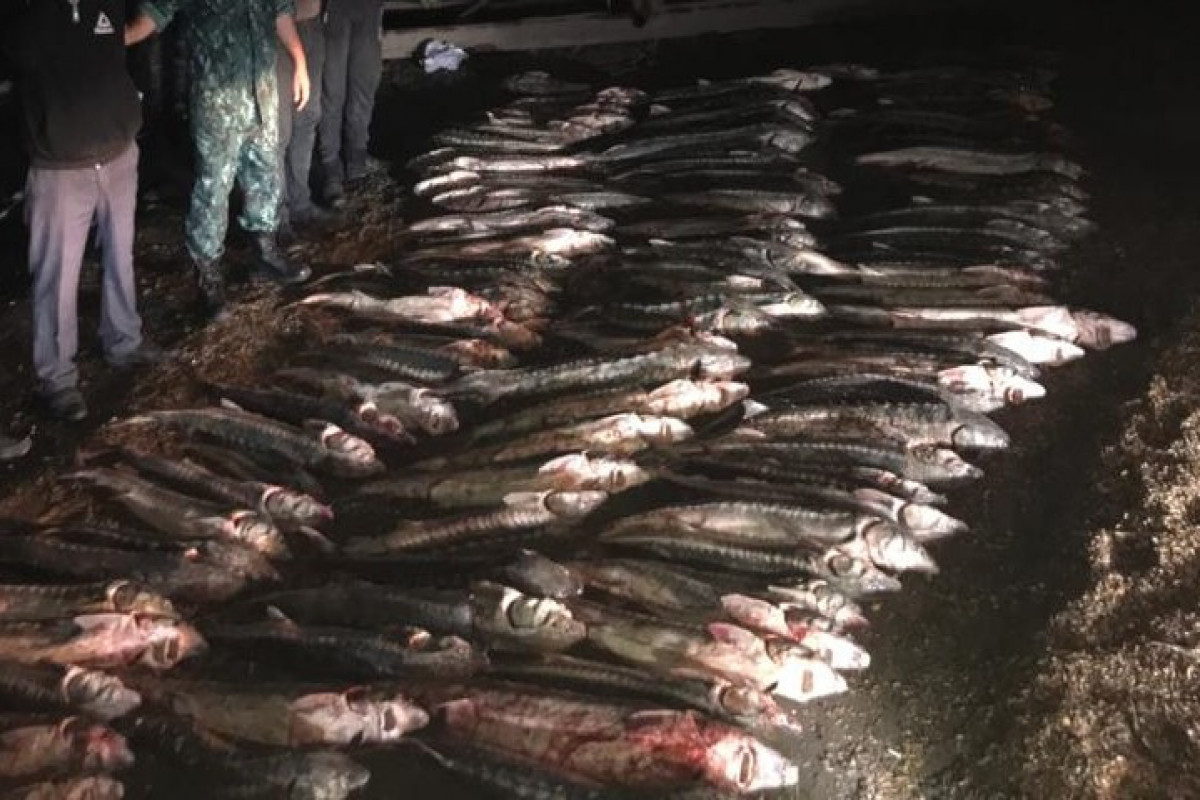 За незаконный улов осетра в Каспийском море задержаны 20 человек