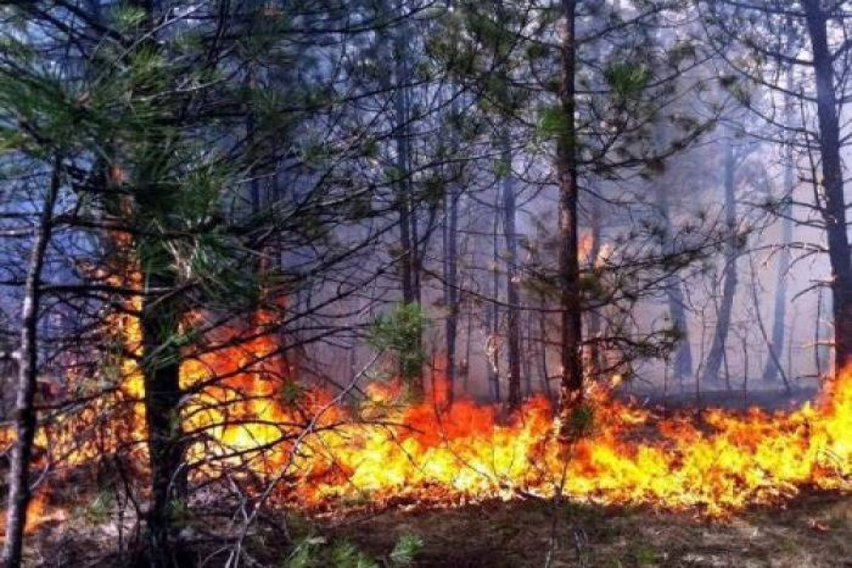 В Габалинском районе вспыхнул лесной пожар 