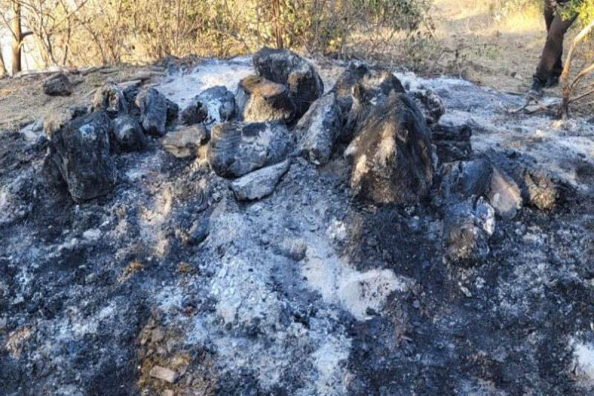 МЧС: Вероятность умышленного поджога лесов в Масаллы высока-ВИДЕО 