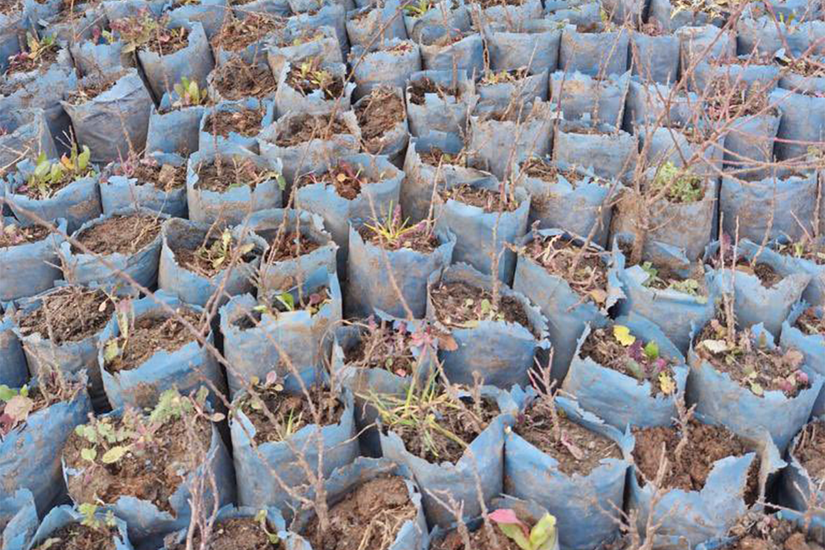 Привезенные из Турции 43 тыс. саженцев деревьев и 150 кг семян будут посажены в Джабраиле