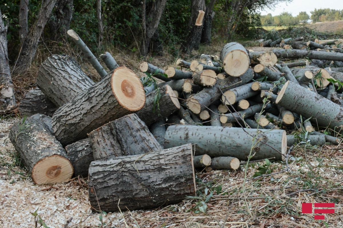 Вырубка деревьев на землях сельскохозяйственного назначения не повлечет за собой уголовной ответственности