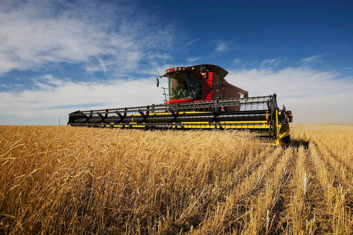 В прошлом году Азербайджан сократил импорт пшеницы на 16%