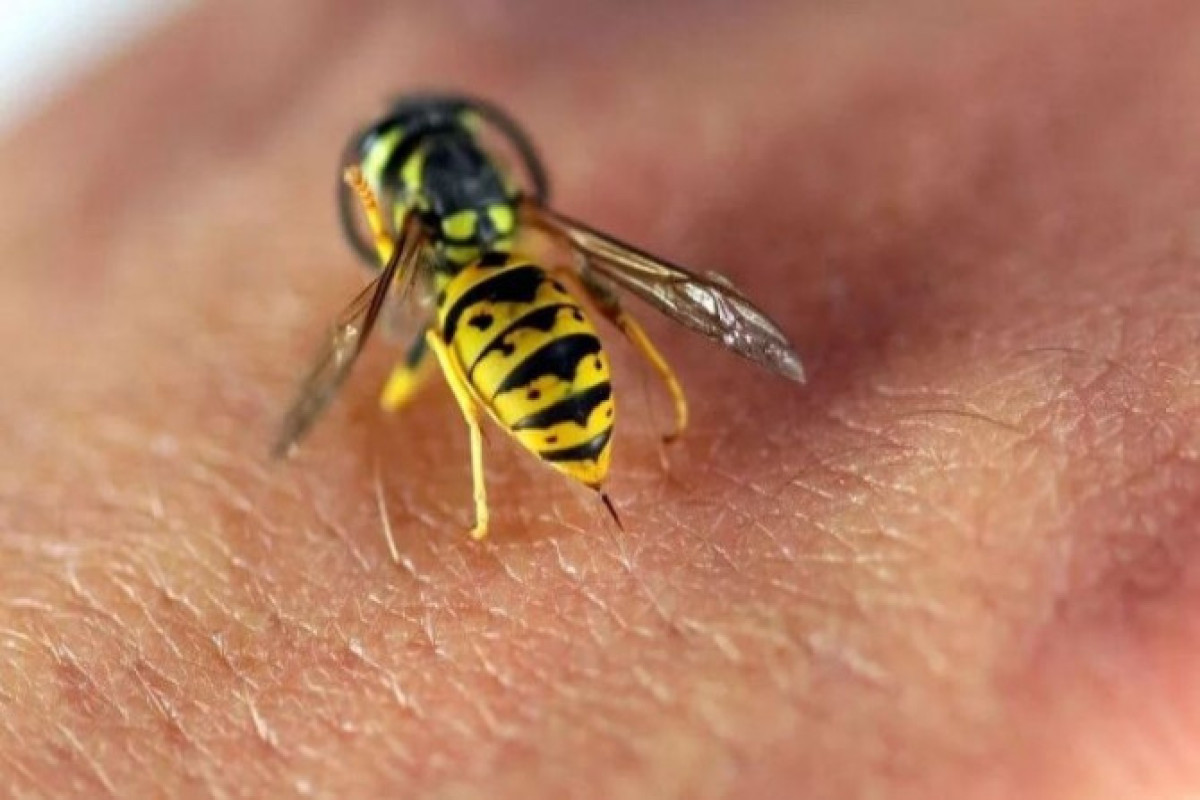 В Агстафе парень умер от укуса пчелы